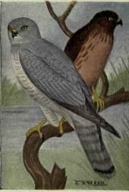 Marsh Hawk