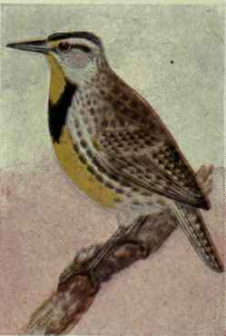 Meadowlark