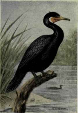 Mexican Cormorant