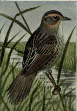 Nelson Sparrow