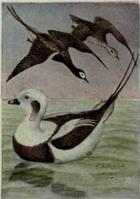Old Squaw; Long Tailed Duck