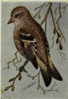 Pine Finch Or Siskin