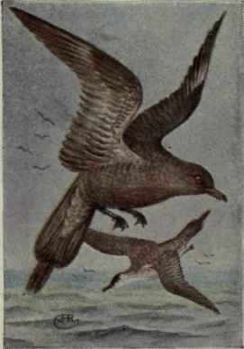 Pomarine Jaeger