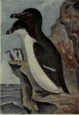 Razor Billed Auk