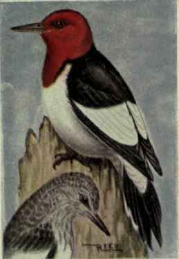 Red Headed Woodpecker