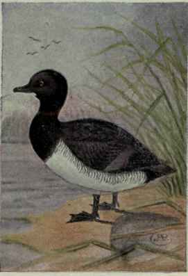 Ring Necked Duck