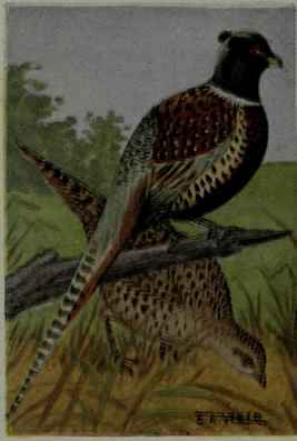 Ring Necked Or Mongolian Pheasant
