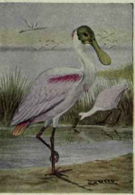 Roseate Spoonbill