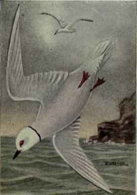 Ross Gull; Wedge Tailed Gull