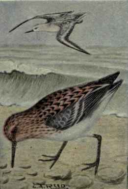 Sanderling