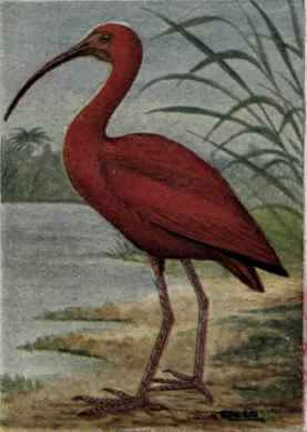 Scarlet Ibis