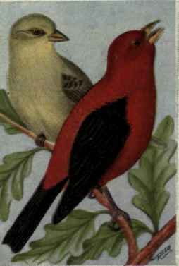 Scarlet Tanager