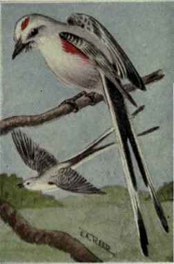 Scissor Tailed Flycatcher