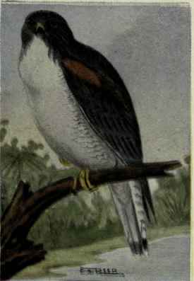 Sennett White Tailed Hawk