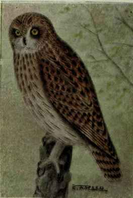 Short Eared Owl
