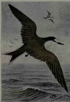 Sooty Tern