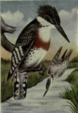 Texas Kingfisher