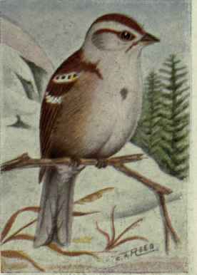 Tree Sparrow