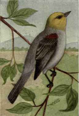 Verdin; Yellow Headed Tit