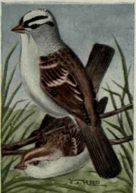 White Crowned Sparrow