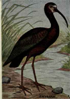 White Faced Glossy Ibis