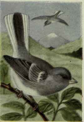 White Winged Junco