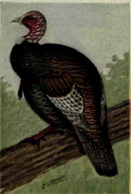 Wild Turkey