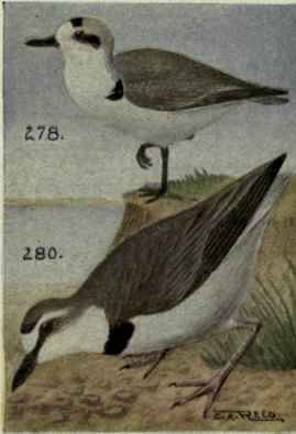 Wilson Plover