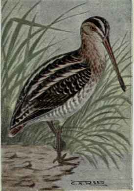 Wilson Snipe