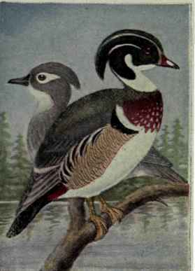 Wood Duck