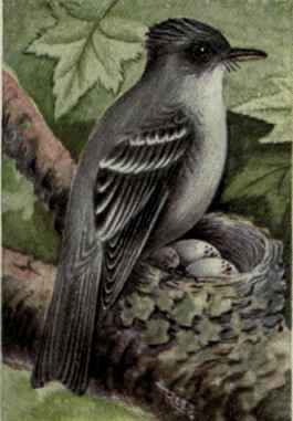 Wood Pewee