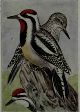 Yellow Bellied Sapsucker