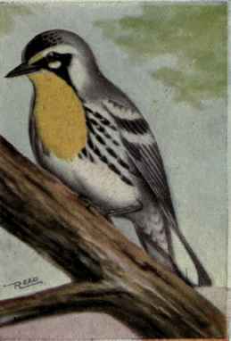 Yellow Throated Warbler