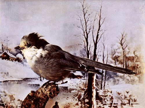Canada Jay