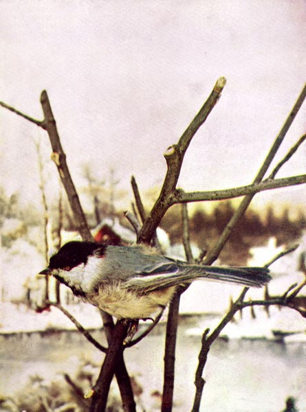 chickadee
