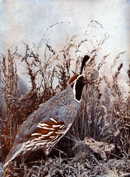gambel's partridge