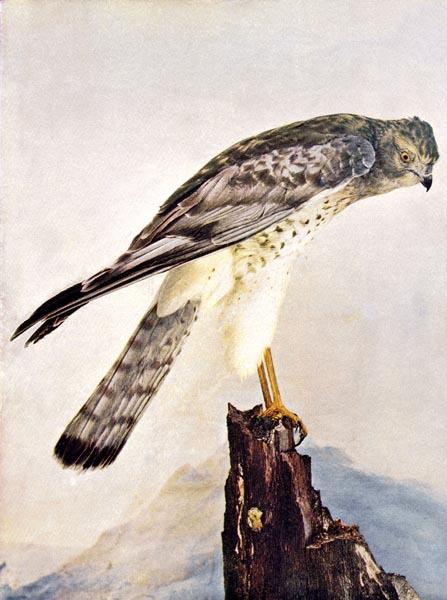 marsh hawk