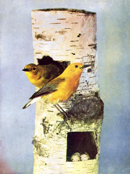 prothonotary warbler