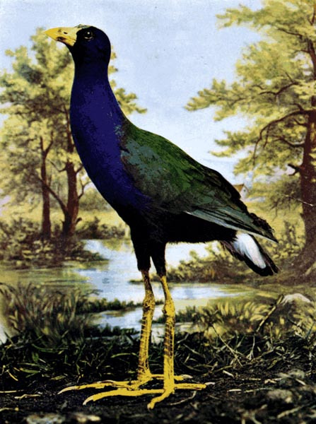 purple gallinule