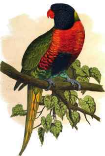 Blue Mountain LORY.