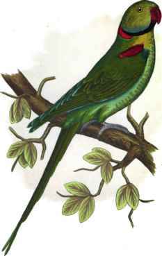 Alexandrine Parrakeet.