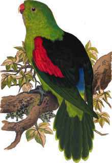 RED-WINGED PARRAKEET.