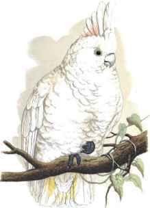 GOFFIN'S COCKATOO.