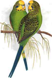 BUDGERIGAR.