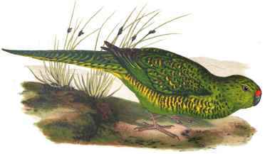 Green Ground Parrot.