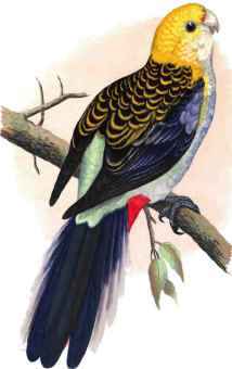 Pale-Headed or Mealy Rosella.