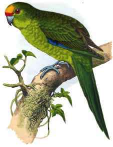 GOLDEN - CROWNED PARRAKEET.