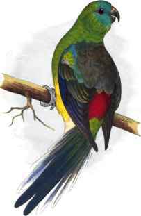 BLOOD OR RED - RUMPED PARRAKEET.