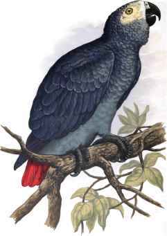 GREY PARROT.