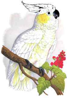 Lesser Lemon-Crested Cockatoo.